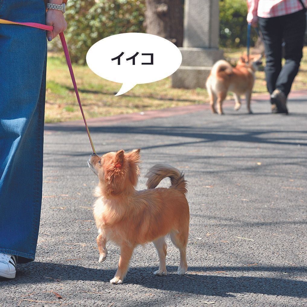 3.ほかの犬が去るまで吠えずにいられたら、アイコンタクトし、「イイコ」とほめ、おやつを与えます
