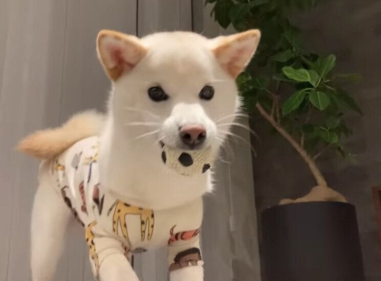 ひとり遊びが上手な雪丸くん