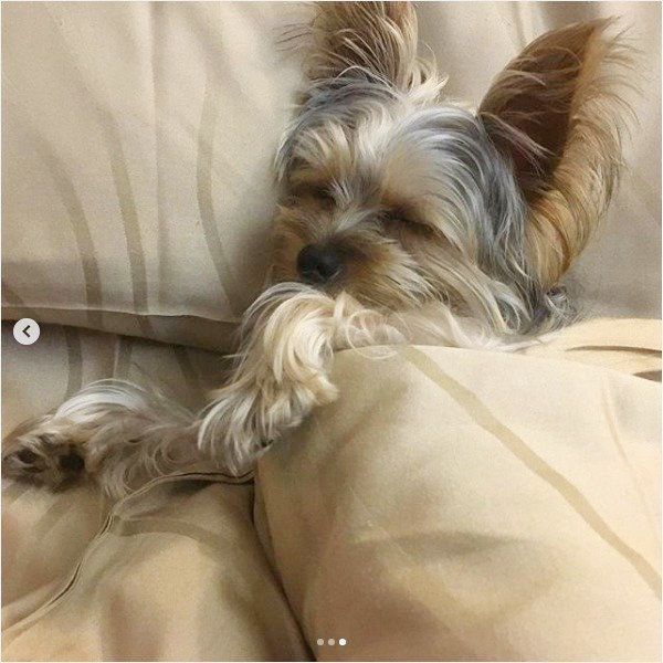 布団で眠るヨークシャー・テリア