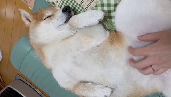 幸せそうに眠るハルちゃん