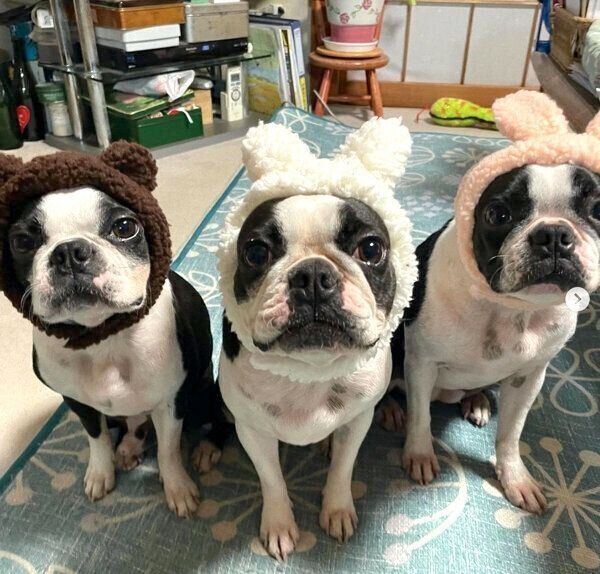 かぶりものを被るホープくん、エールちゃん、ボニーちゃん