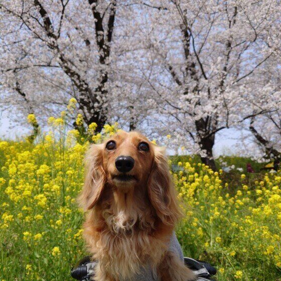 菜の花と桜とミニチュア・ダックスフンド