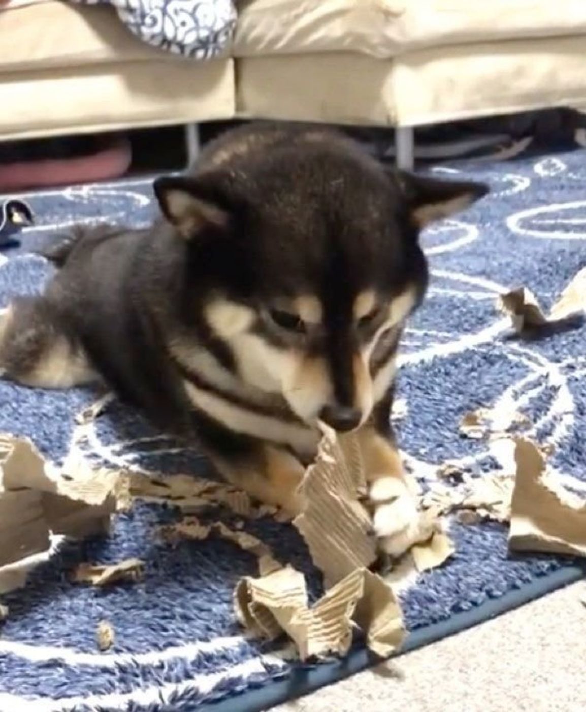 なんということだ かわいい柴犬が シュレッダー化 しちゃう いぬのきもちweb Magazine なんということだ かわいい柴犬が シュレッダー化 しちゃう いぬのきもちweb Magazine