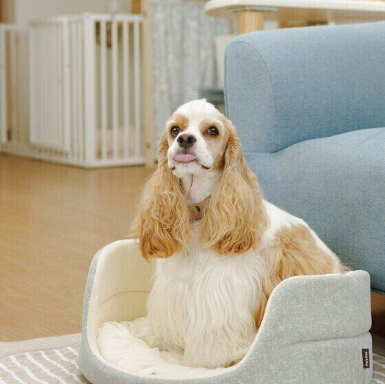 ベッドを使うアメリカン・コッカー・スパニエル