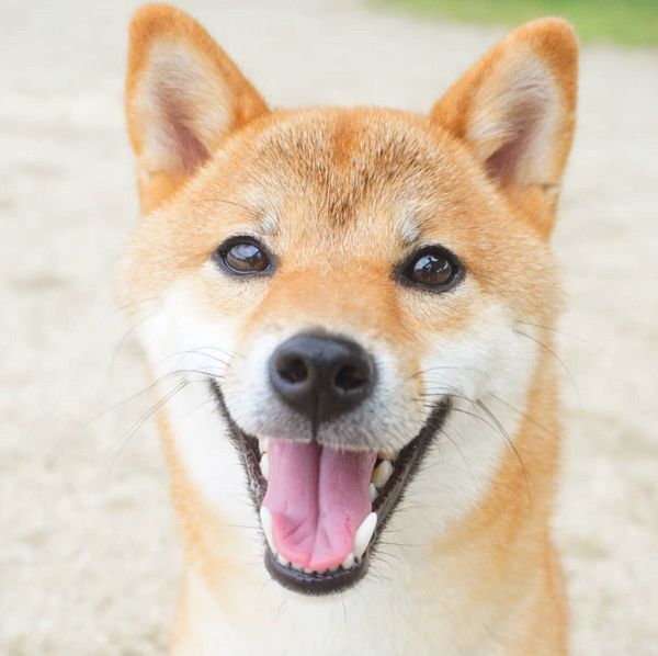 おやつを当てる柴犬