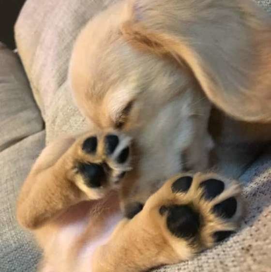 眠るミニチュア・ダックスフンド