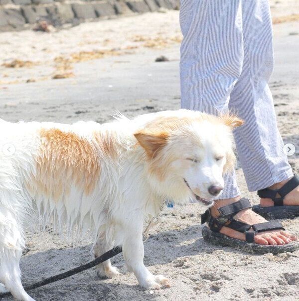海で遊ぶたんたんちゃん