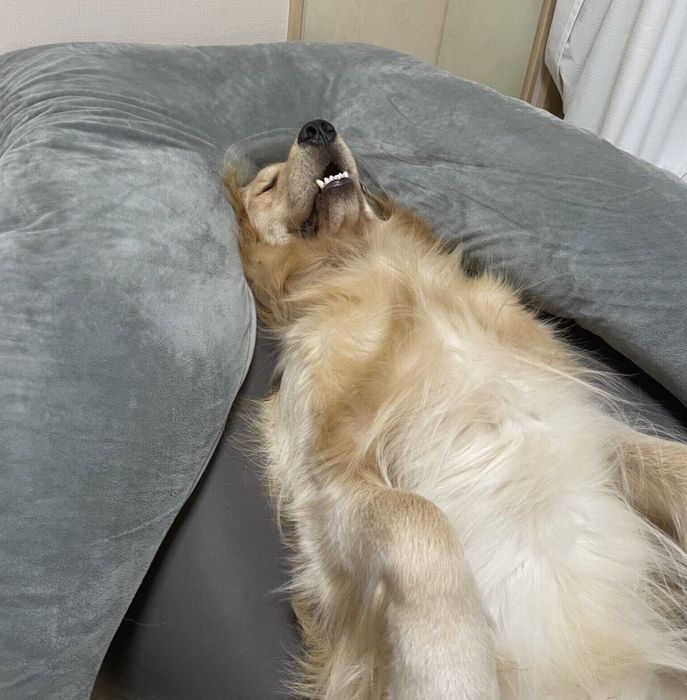 クッションで仰向けになって眠るイブくん