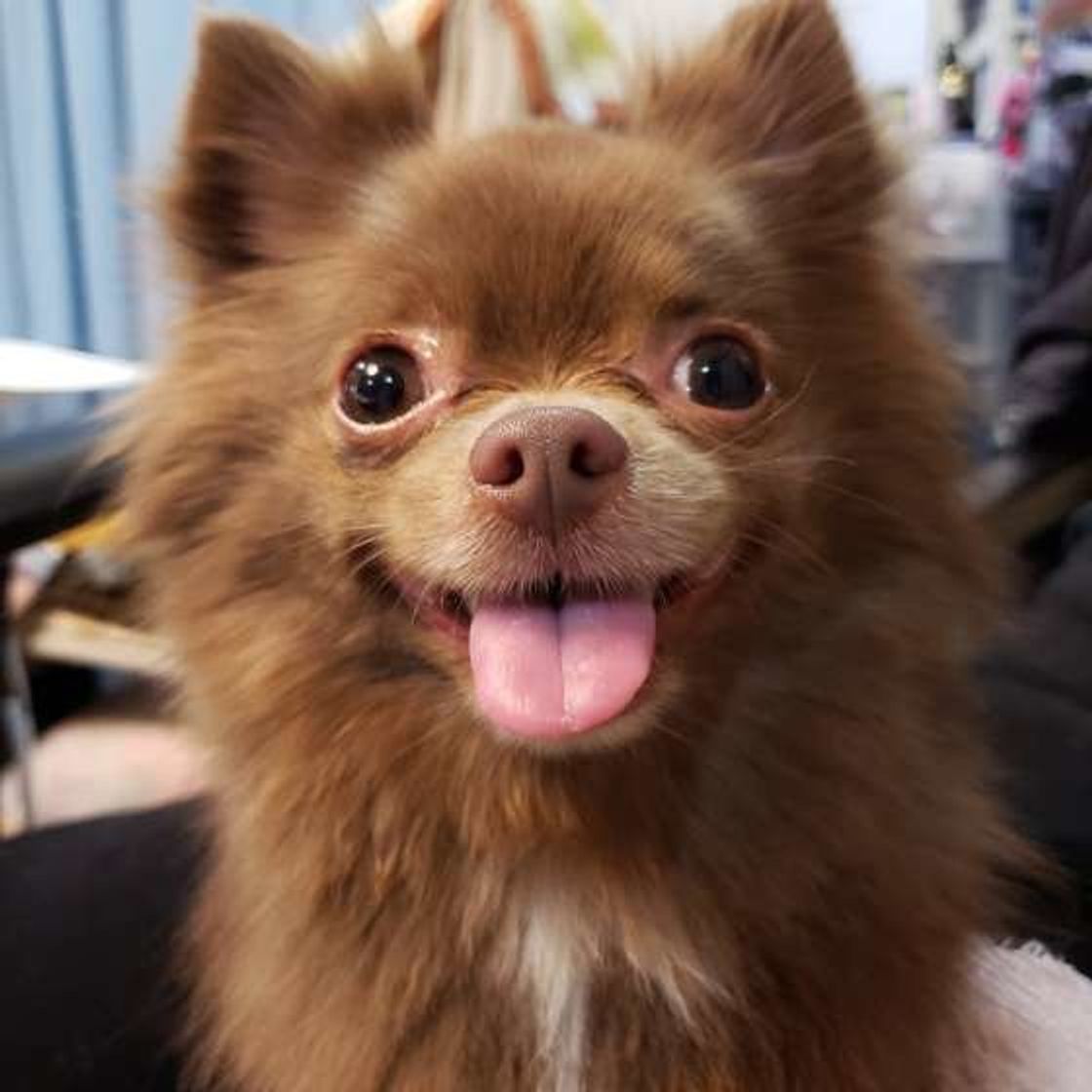 いつもと違う は犬にとってストレス 環境の変化 に注意して いぬのきもちweb Magazine いつもと違う は犬にとってストレス 環境の変化 に注意して いぬのきもちweb Magazine