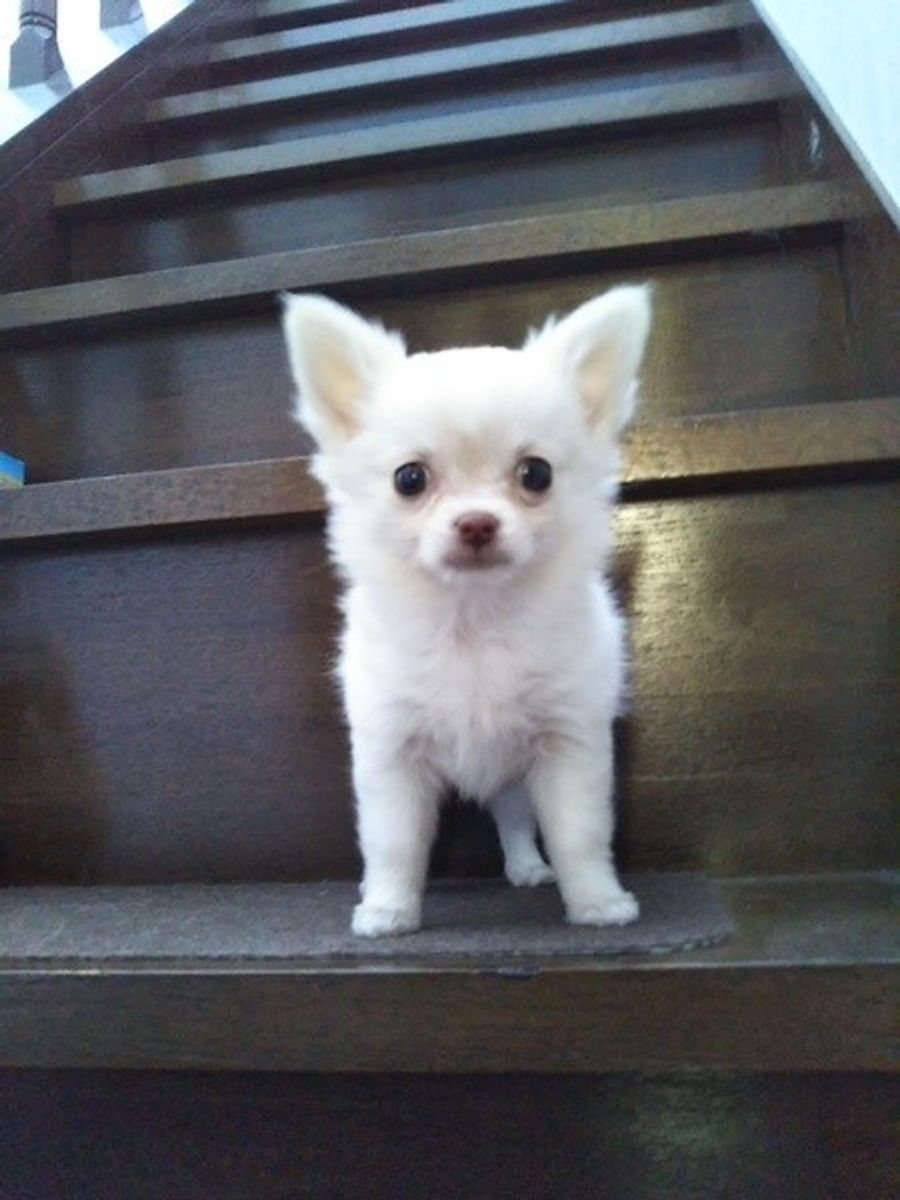 犬のしつけは頑張らないでいい 成功している人がやっていない3つのこと いぬのきもちweb Magazine 犬のしつけは頑張らないでいい 成功している人がやっていない3つのこと いぬのきもちweb Magazine