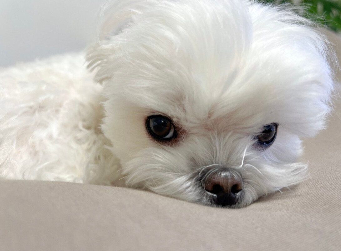 見つめるめそくん