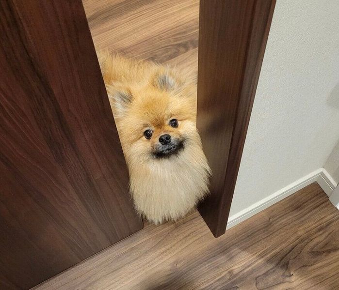 お風呂に入る飼い主さんの様子を見に来るポメリーくん