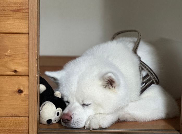 大好きなゴリラのぬいぐるみと一緒に眠る海くん