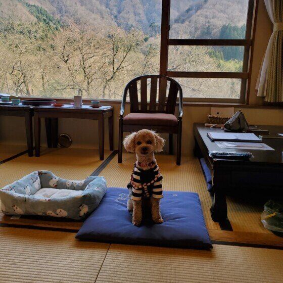 座布団の上でおすわりをするトイ・プードル