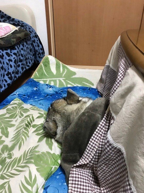 シベリアン・ハスキーのわさびくん