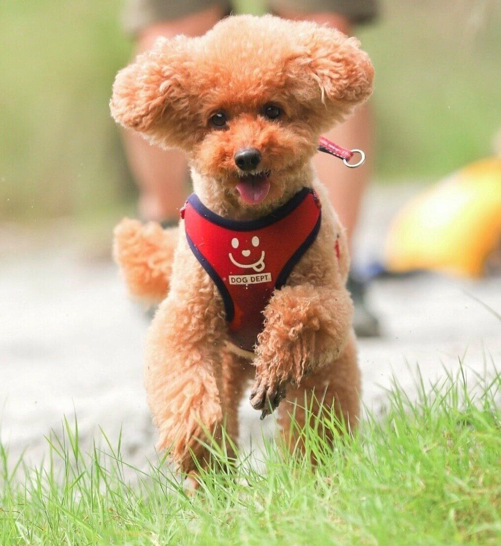 楽しそうなプーチンくん