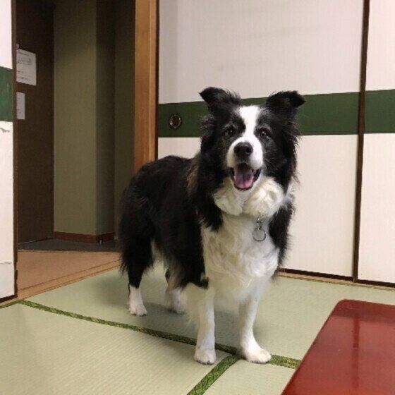 ボーダー・コリーのジャックちゃん