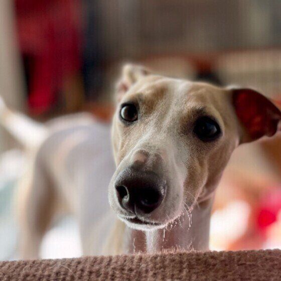 シニア犬と全身麻酔のリスクは？獣医師が解説 いぬのきもち