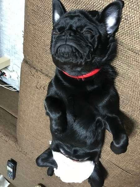 パグのLuLuちゃん