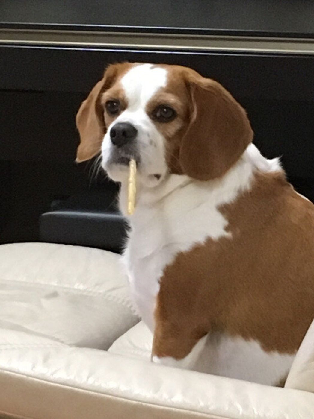 獣医師監修 犬の歯磨きガムはどう選ぶ より効果的な与え方や注意点も いぬのきもちweb Magazine 獣医師監修 犬の歯磨きガムはどう選ぶ より効果的な与え方や注意点も いぬのきもちweb Magazine