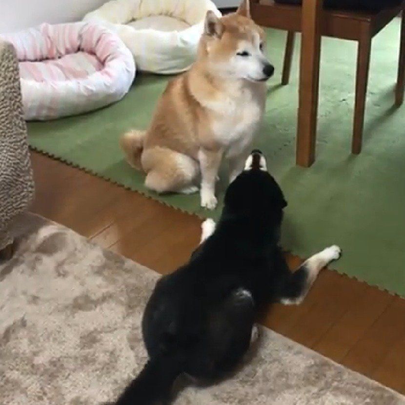 柴犬兄妹の温度差がかわいい