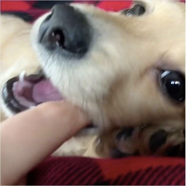 ダックスフンド