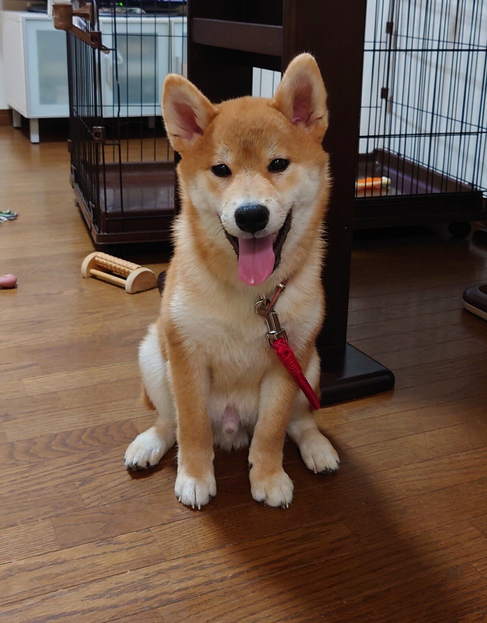 生後5カ月半の柴犬の子犬