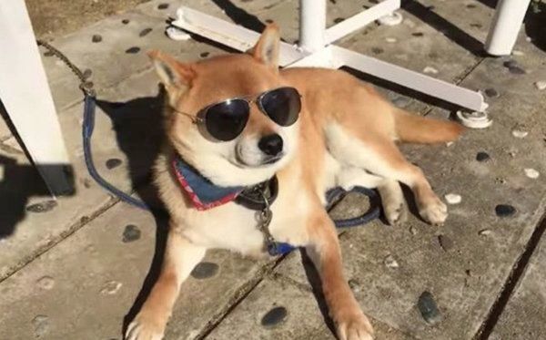 柴犬のてつくん