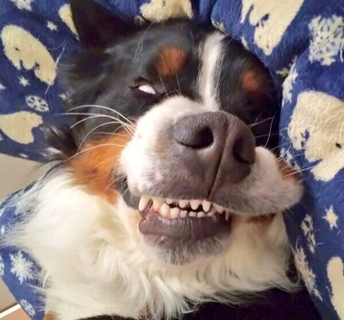 冥界の番犬 ケルベロス 天使のような笑顔をみせる犬の寝顔がスゴすぎた いぬのきもちweb Magazine 冥界の番犬 ケルベロス 天使のような笑顔をみせる犬の寝顔がスゴすぎた いぬのきもちweb Magazine