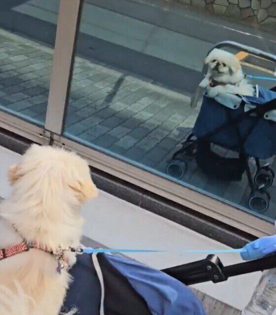 話題の動画のひとコマ　ミラーガラスをじーっと見つめるわたあめちゃん