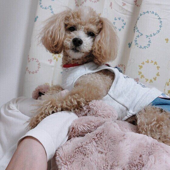 お昼寝中の飼い主さんにのるハービーちゃん