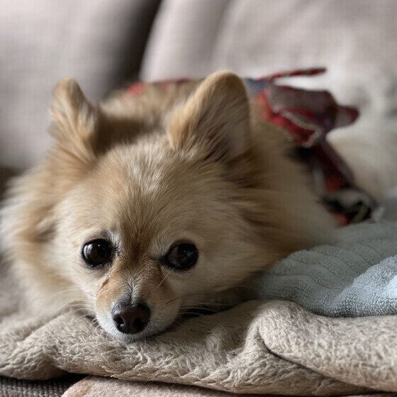 Ｍｉｘ（雑種）小型犬　あざとい