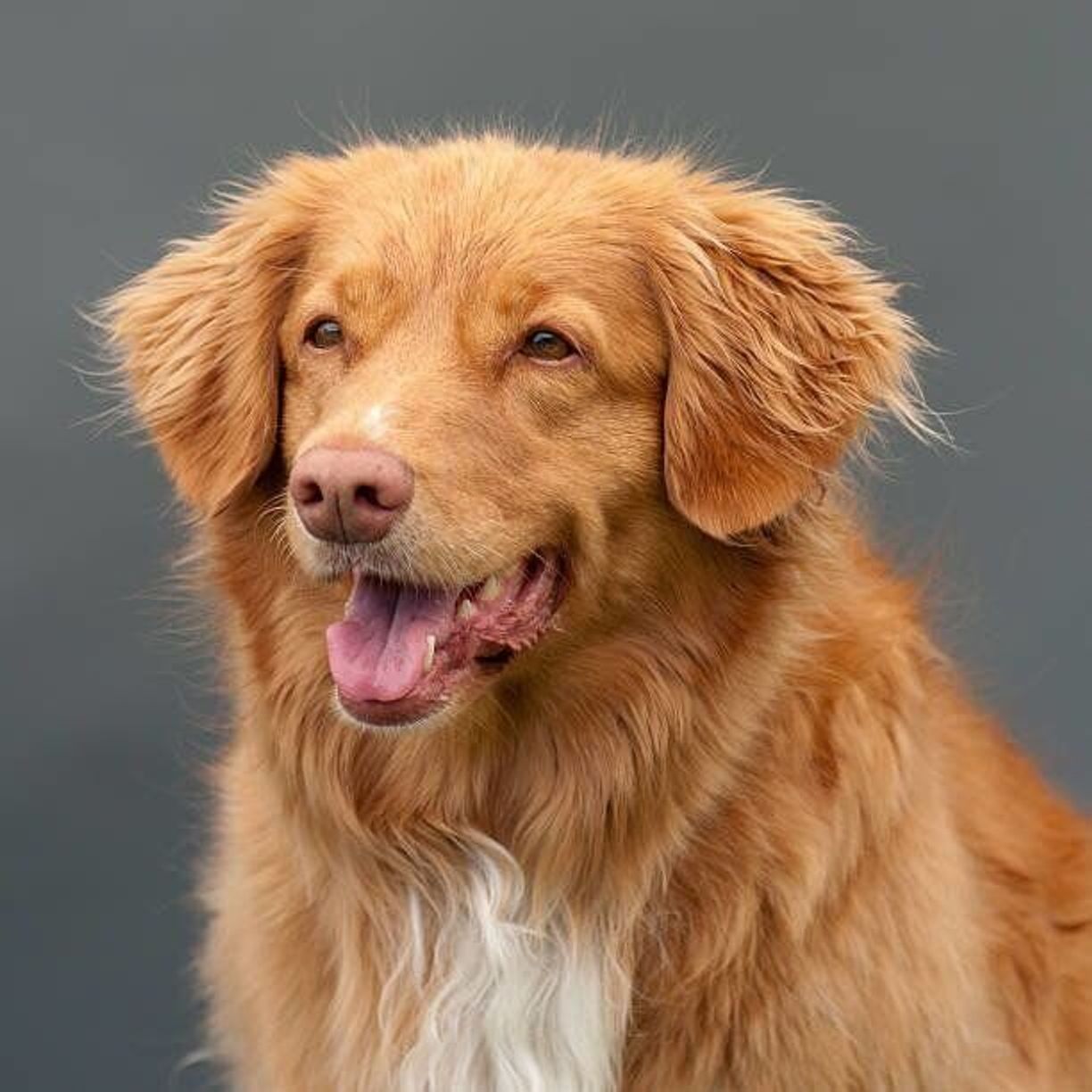 ノヴァ スコシア ダック トーリング レトリーバーの特徴 性格 最新価格と飼い方 いぬのきもち 犬図鑑 いぬのきもちweb Magazine ノヴァ スコシア ダック トーリング レトリーバーの特徴 性格 最新価格と飼い方 いぬのきもち 犬図鑑 いぬのきもちweb Magazine