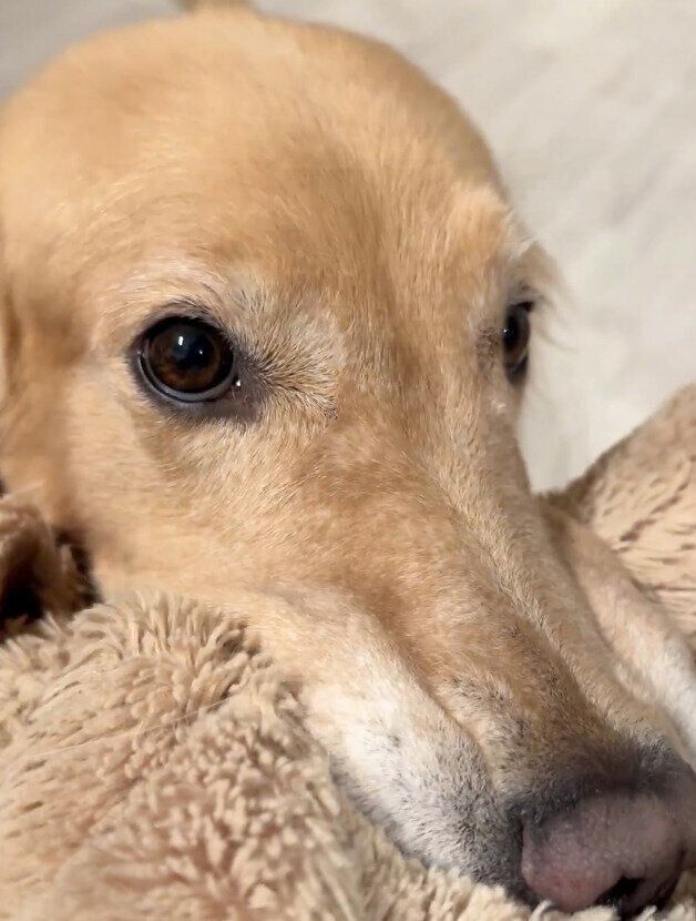 「食後は遠慮がちに遊びに誘ってくるのが日課」なゆずちゃん。