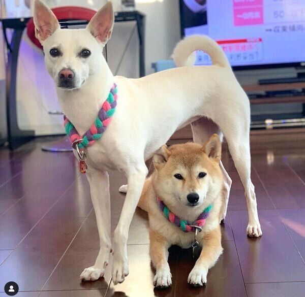 見つめるすずちゃんとハルちゃん