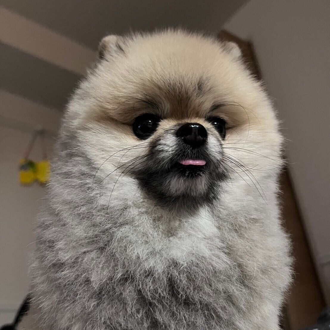 ちょっと出た舌がかわいい