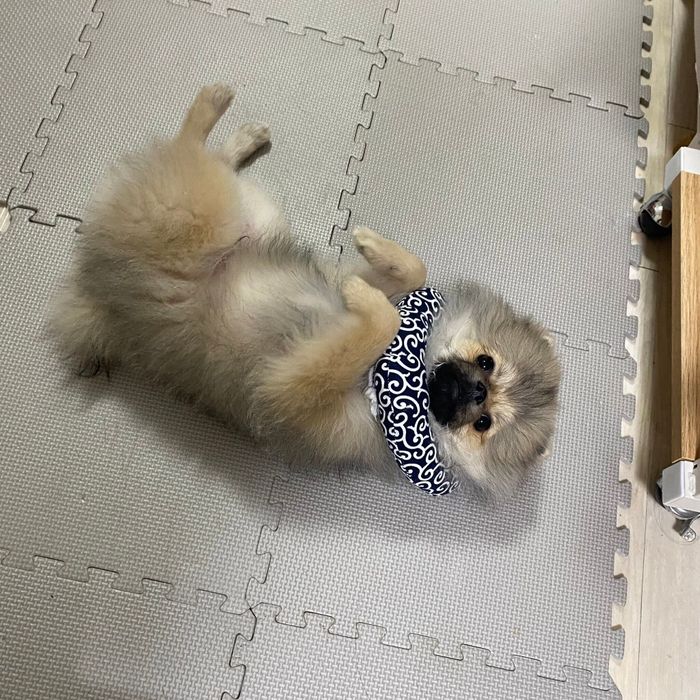 寝転がるあもくん