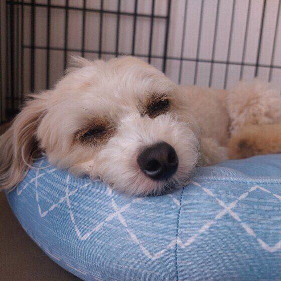 Ｍｉｘ　小型犬　かわいい寝顔