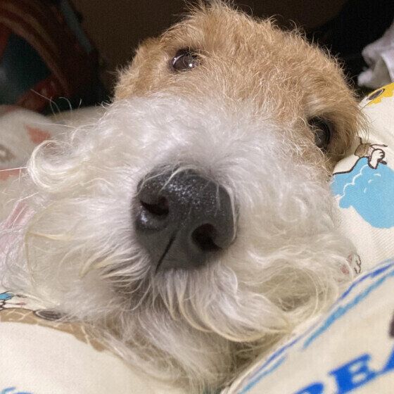 お昼寝中のワイアー・フォックス・テリア