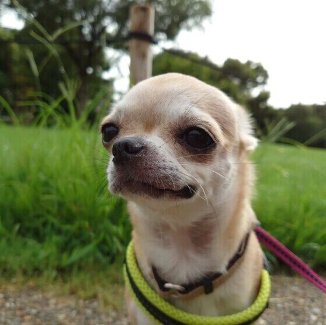 ヒコーキ耳 ってどんな犬種でもなるの 犬の耳の秘密にせまる いぬのきもちweb Magazine ヒコーキ耳 ってどんな犬種でもなるの 犬の耳の秘密にせまる いぬのきもちweb Magazine