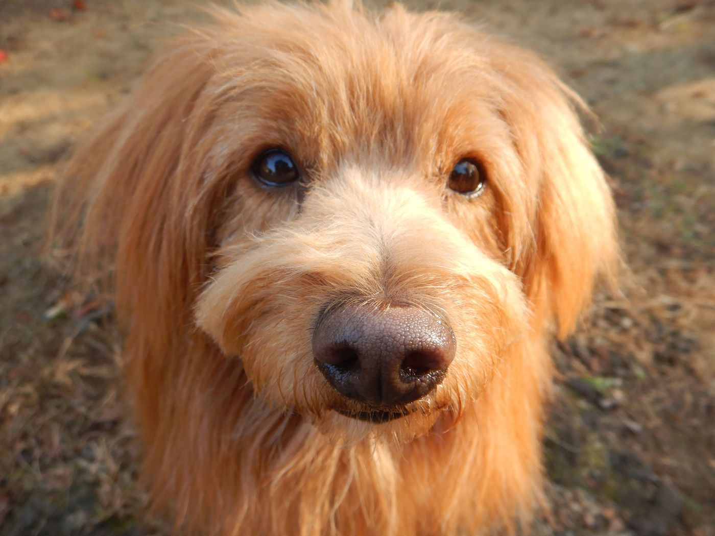 甘えられるとやっぱり嬉しい 顔見知りだった柴犬の突然な デレ に感動する話 連載 こぐま犬てんすけ Vol 127 いぬのきもちweb Magazine 甘えられるとやっぱり嬉しい 顔見知りだった柴犬の突然な デレ に感動する話 連載 こぐま犬てんすけ Vol 127 いぬのきもちweb Magazine