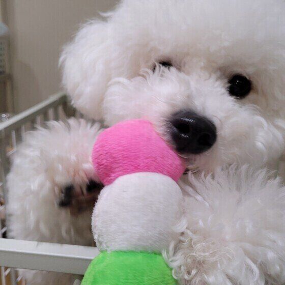 ビション・フリーゼのましゅーくん