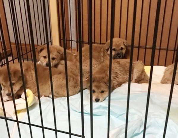 こたろうくんと兄妹