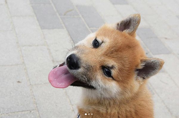 見つめる柴犬