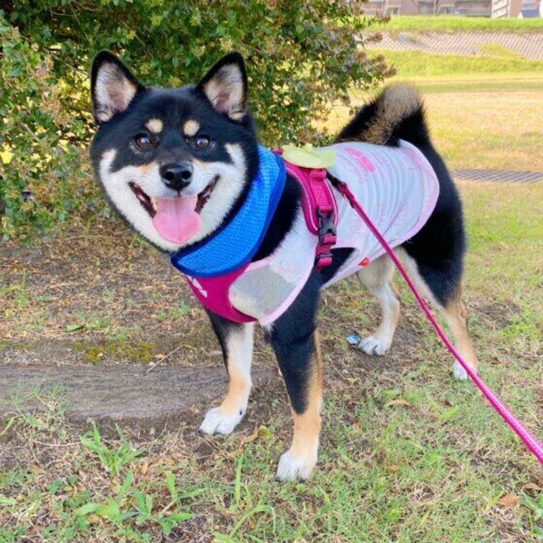獣医師監修 犬の暑さ対策 飼い主に聞いた予防法や対策グッズも いぬのきもちweb Magazine 獣医師監修 犬の暑さ対策 飼い主に聞いた予防法や対策グッズも いぬのきもちweb Magazine