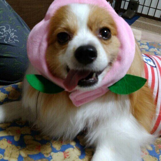 犬が食べてもOK？それとも危険？夏の果物一覧