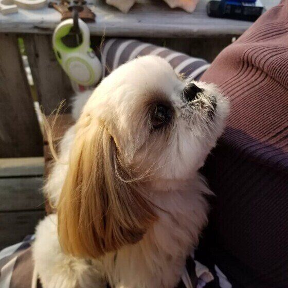 見上げるシー・ズー