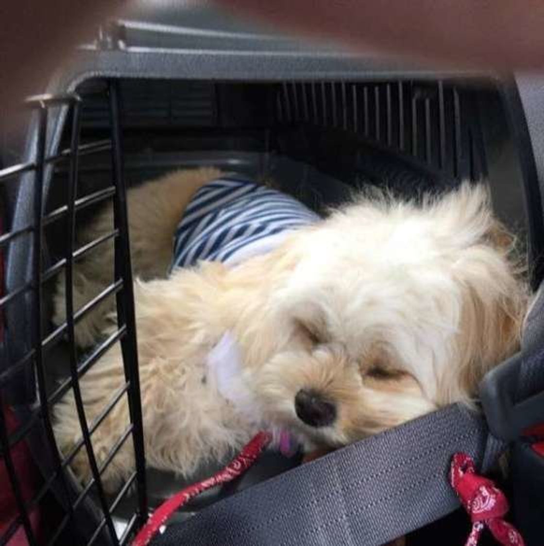 犬も乗り物酔いをする 愛犬が快適にドライブするための注意点 いぬのきもちweb Magazine 犬も乗り物酔いをする 愛犬が快適にドライブするための注意点 いぬのきもちweb Magazine