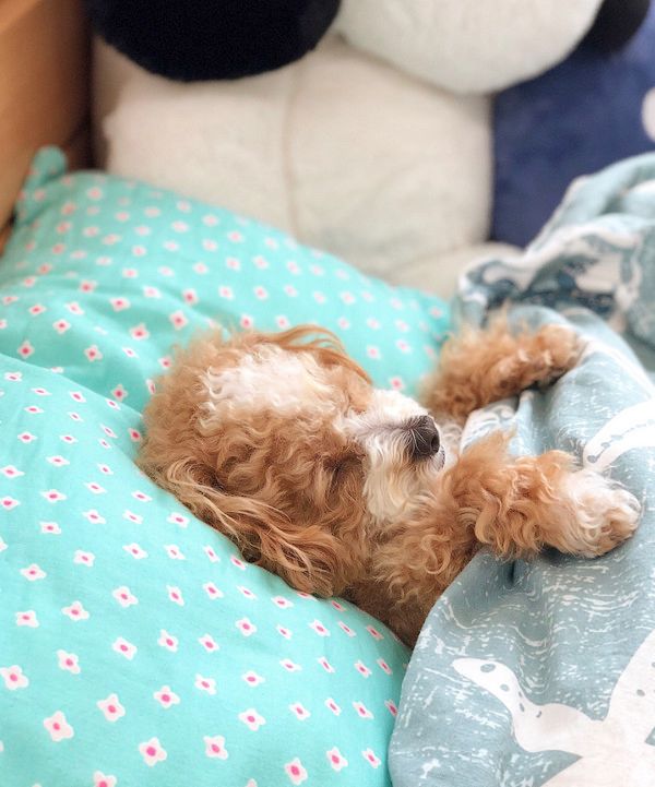 ベッドでぐっすり寝る犬