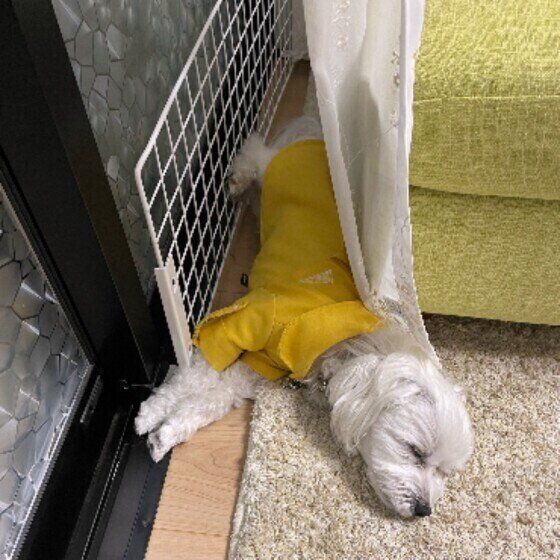 マルチーズのルディ♂